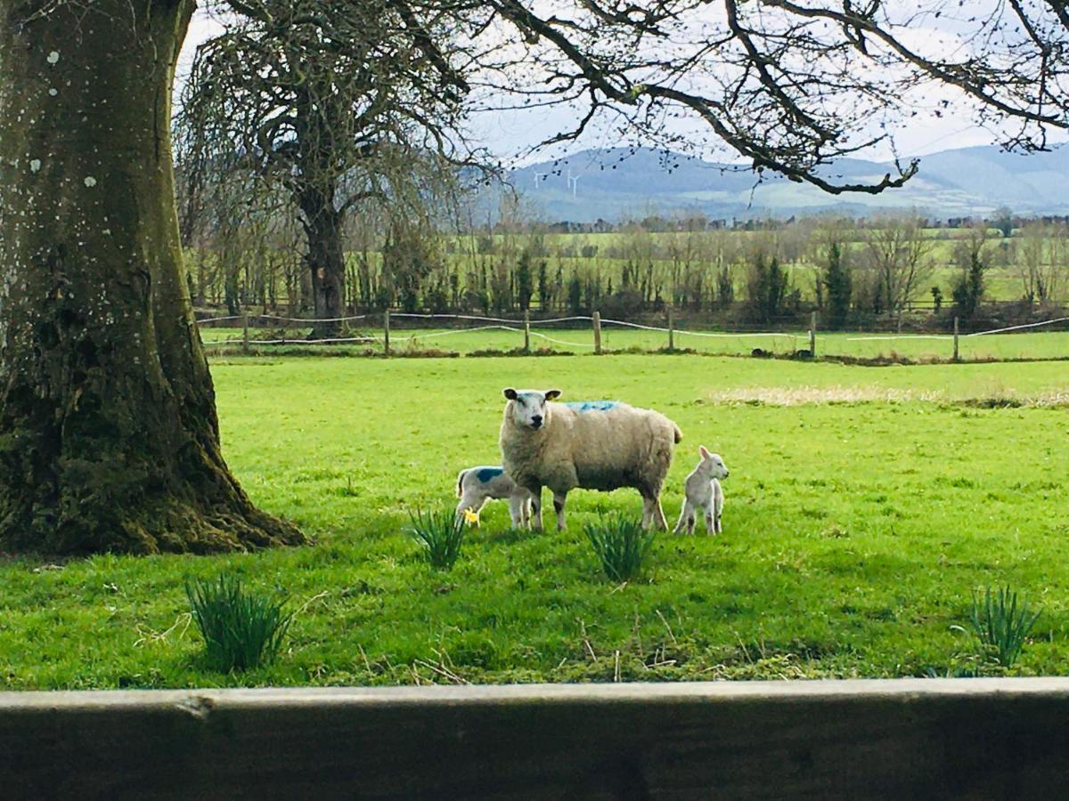 Lissanisky House Bed & Breakfast Ballymackey Luaran gambar